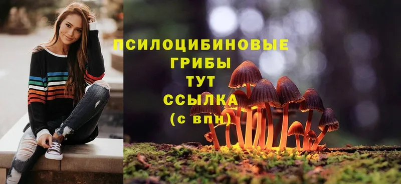 Галлюциногенные грибы Psilocybe  даркнет сайт  Томск 